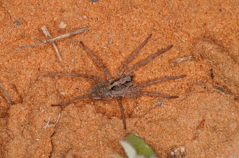 Lycosa_ZZ567_D7191_Z_89_Kidmans camp_Australie.jpg